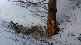 Zdrowe drzewo uszkodzone w trakcie „zrywki” połamanych drzew